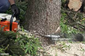 Best Leaf Removal  in Palisades Park, NJ