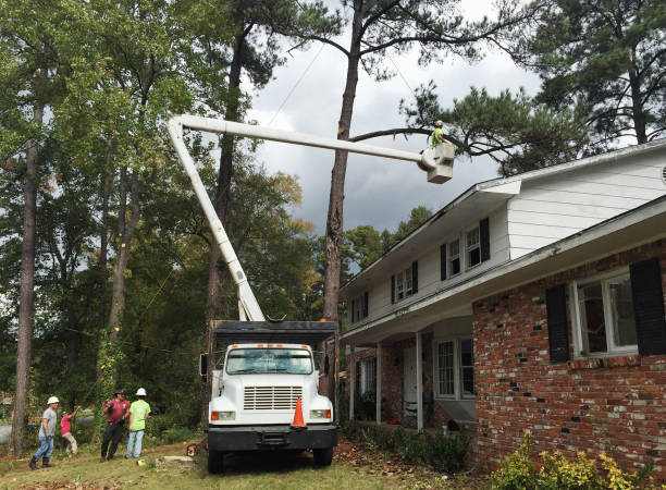 Best Lot and Land Clearing  in Palisades Park, NJ