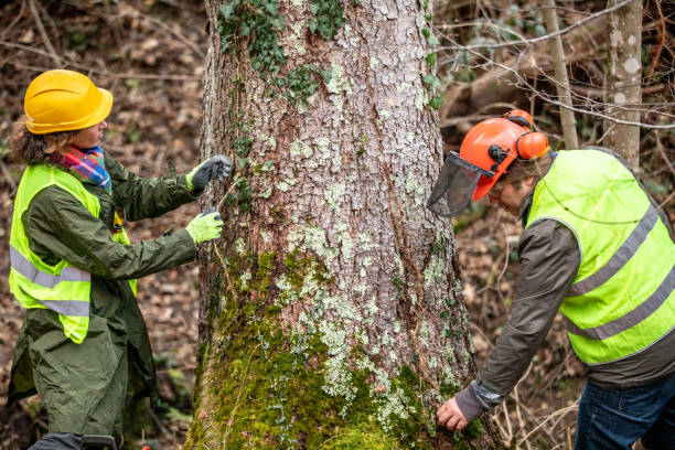 Trusted Palisades Park, NJ Tree Care Experts