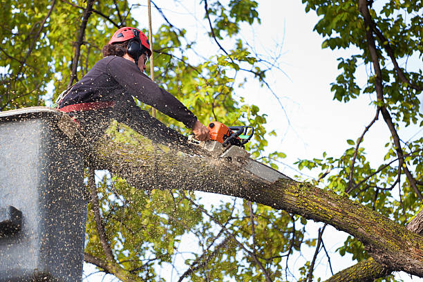 Best Tree Disease Treatment  in Palisades Park, NJ