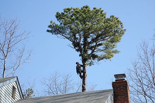 Best Emergency Tree Removal  in Palisades Park, NJ